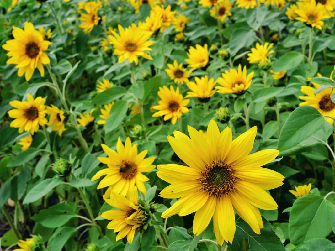 brightside medicine for mental wellness sunflower field